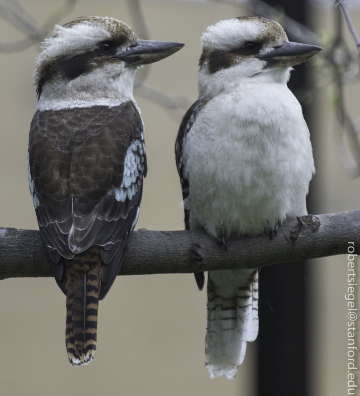 kookaburra